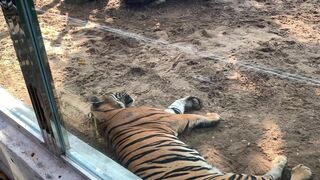 The Tigers of Saigon