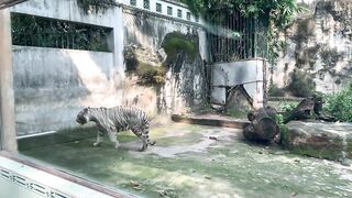 The Tigers of Saigon