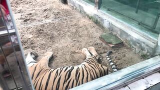 The Tigers of Saigon