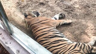 The Tigers of Saigon