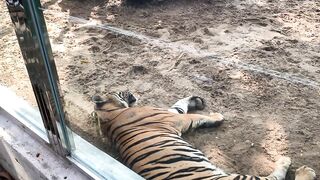 The Tigers of Saigon