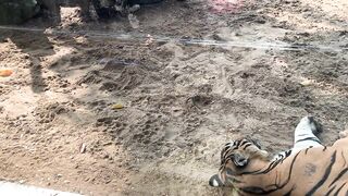 The Tigers of Saigon