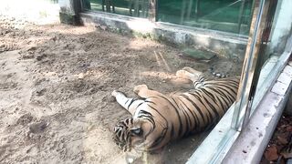 The Tigers of Saigon