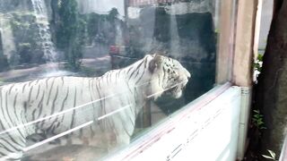 The Tigers of Saigon