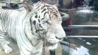 The Tigers of Saigon