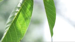 European lesbians enjoy outdoor fun.