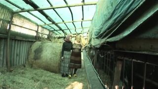 Orhidea the Doxy Pig (film)