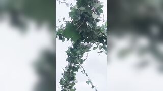 Amsterdam Netherlands Mute