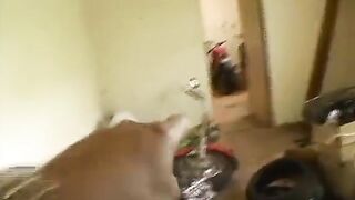 Those Are Large Bazookas, We Can Accede on That...