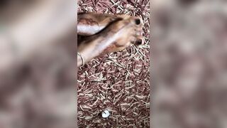 Hawt black hottie foot massage section