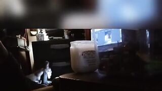 Zoological Ebony Wang