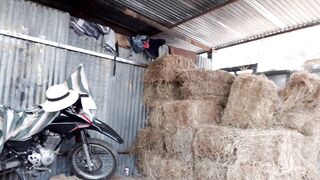 Pajaso en la bodega del heno, el heno pica