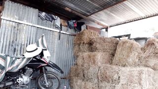 Pajaso en la bodega del heno, el heno pica