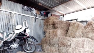 Pajaso en la bodega del heno, el heno pica