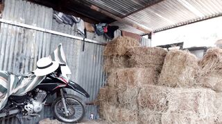Pajaso en la bodega del heno, el heno pica