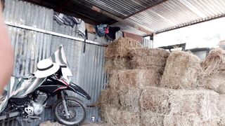 Pajaso en la bodega del heno, el heno pica
