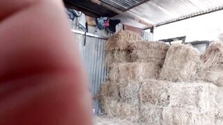 Pajaso en la bodega del heno, el heno pica