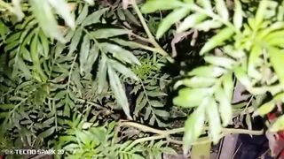 Evening Hookup with the Neighbour Next Door