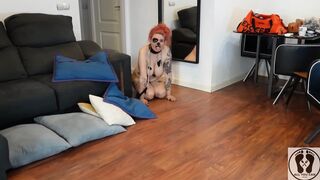 4K Angry Puppy Barking Rabidly Gasping Sniffing All the Room