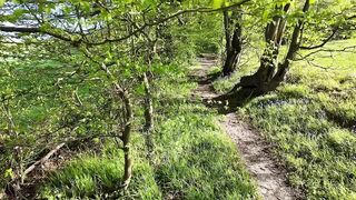 Shagging amongst the blue bells