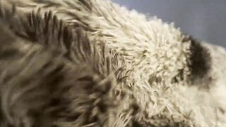 Waking up to a Oral-job