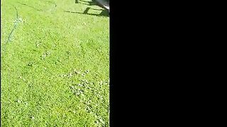 Trashy mother I'd like to fuck spitting training plus on the ground outdoors peeing into the air as her Corporalist bangs her with his foot. Preview