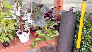 Spring Greenhouse Journey