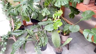 Spring Greenhouse Journey