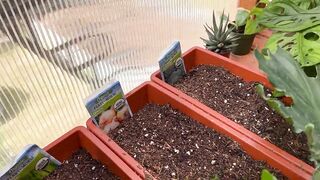 Spring Greenhouse Journey