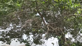 This chab Bang My Ebony Cunt in the Bush