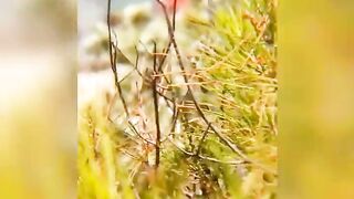 Chubby lesbian caught kissing on the beach