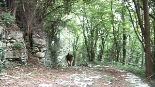 Wicked teen gets drilled by a aged guide in the woods