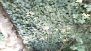 Heather Exposed by a busy road