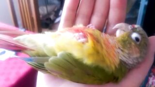 Kiwi's How to Make love Part 1