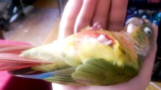 Kiwi's How to Make love Part 1