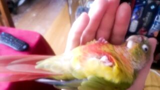 Kiwi's How to Make love Part 1