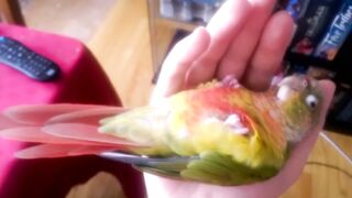 Kiwi's How to Make love Part 1