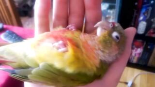 Kiwi's How to Make love Part 1