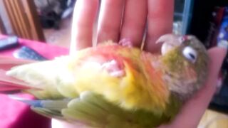 Kiwi's How to Make love Part 1
