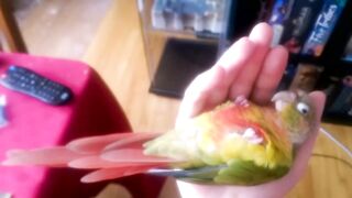 Kiwi's How to Make love Part 1