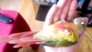 Kiwi's How to Make love Part 1