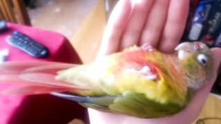 Kiwi's How to Make love Part 1