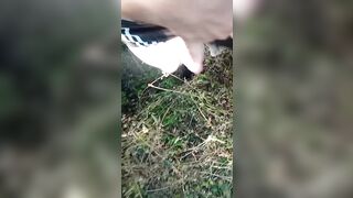 Wank watching me cum