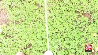 Golden Showers Of Hits XXX 10. Al´s War (POV)