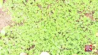 Golden Showers Of Hits XXX 10. Al´s War (POV)